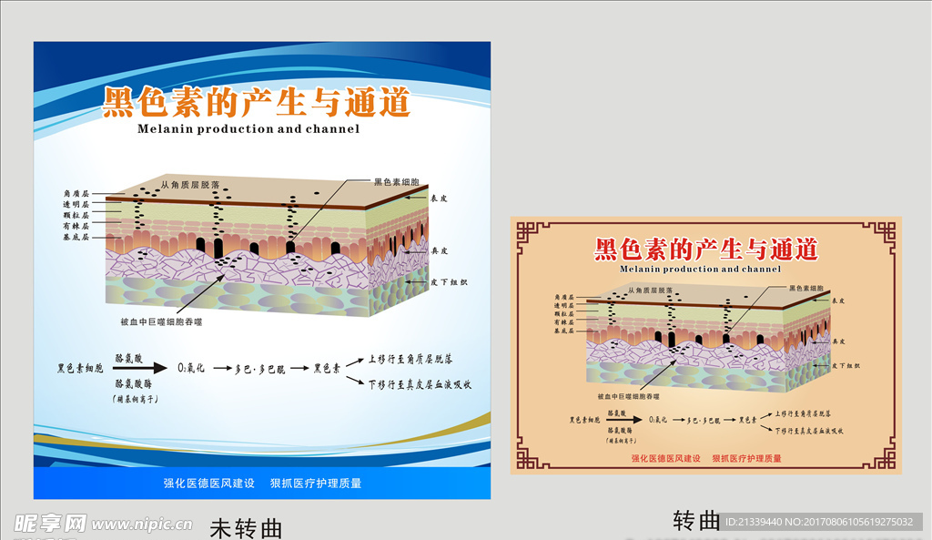 黑色素的产生与通道