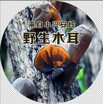 野生木耳