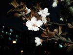 夜色白色桃花