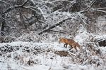 雪地奔跑的狐狸