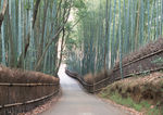 山间竹林小路
