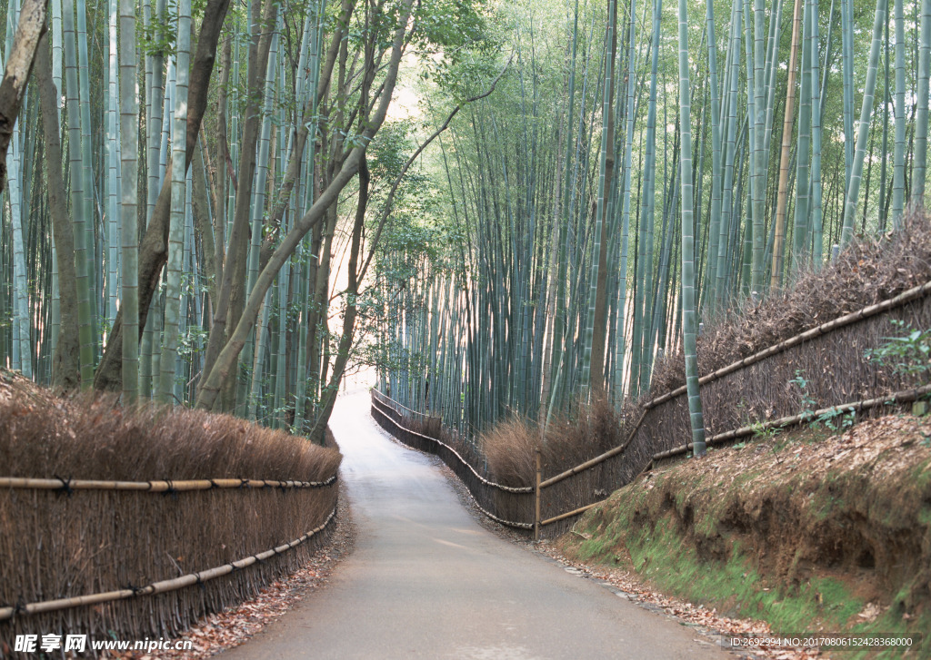山间竹林小路