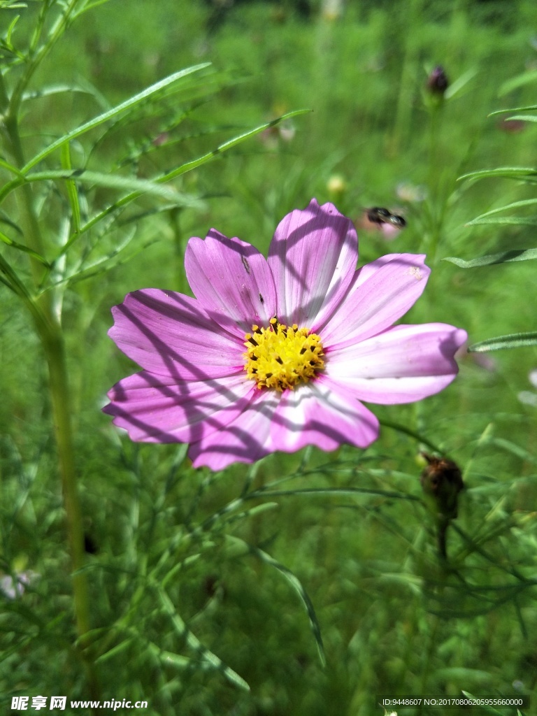 格桑花