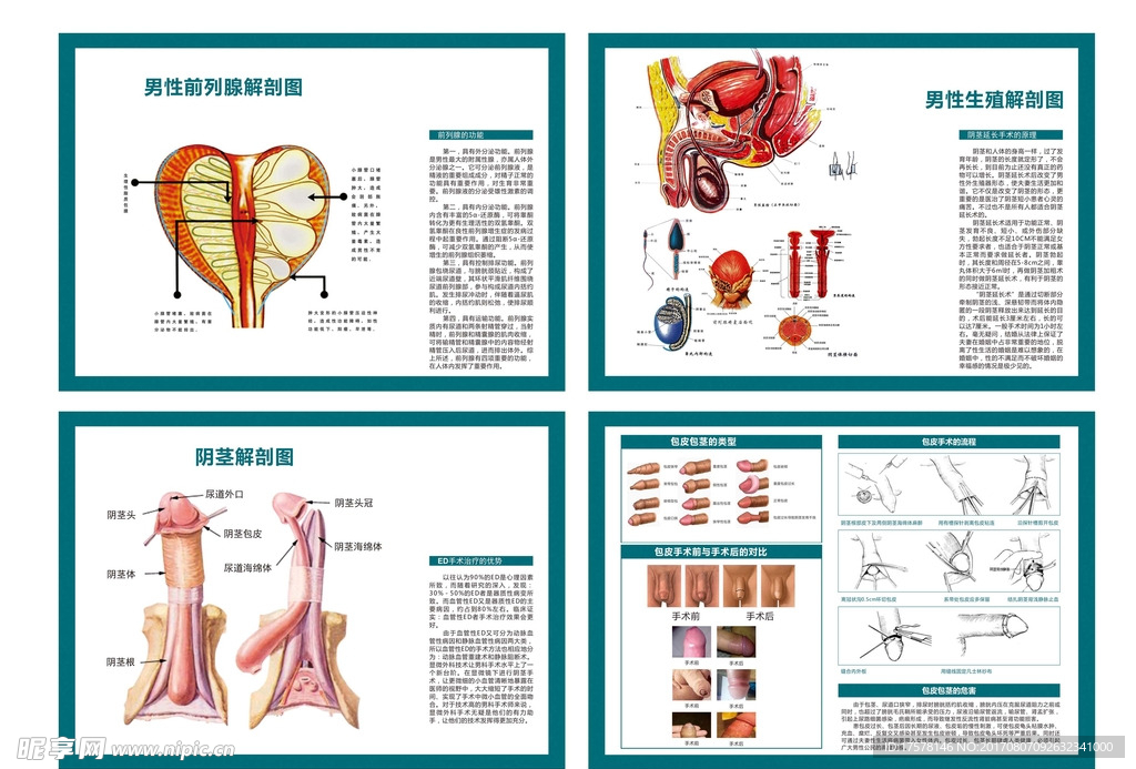 男科解剖
