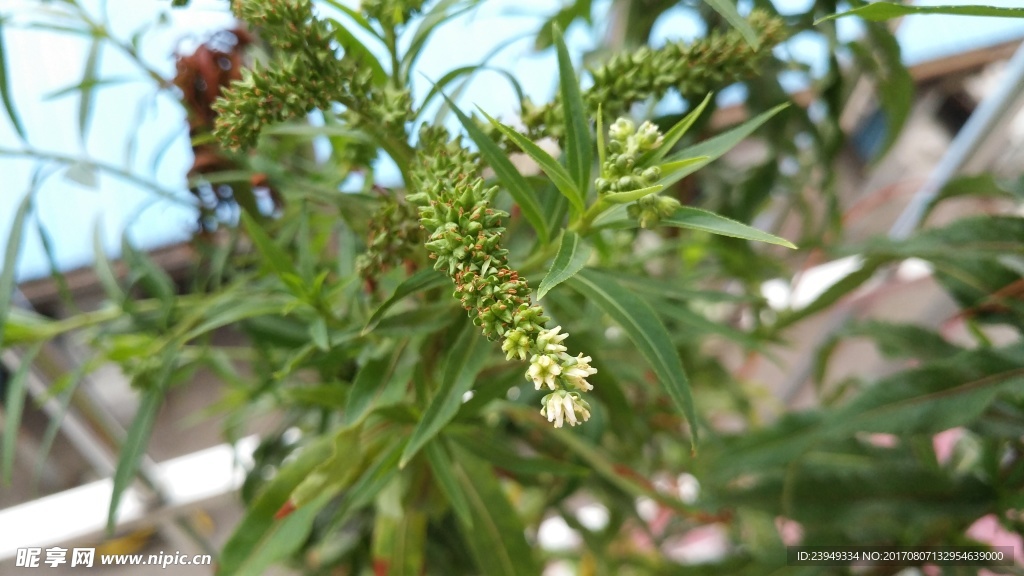 扯根菜