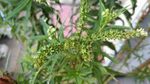 赶黄草花