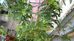 赶黄草
