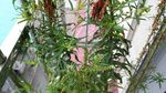 赶黄草