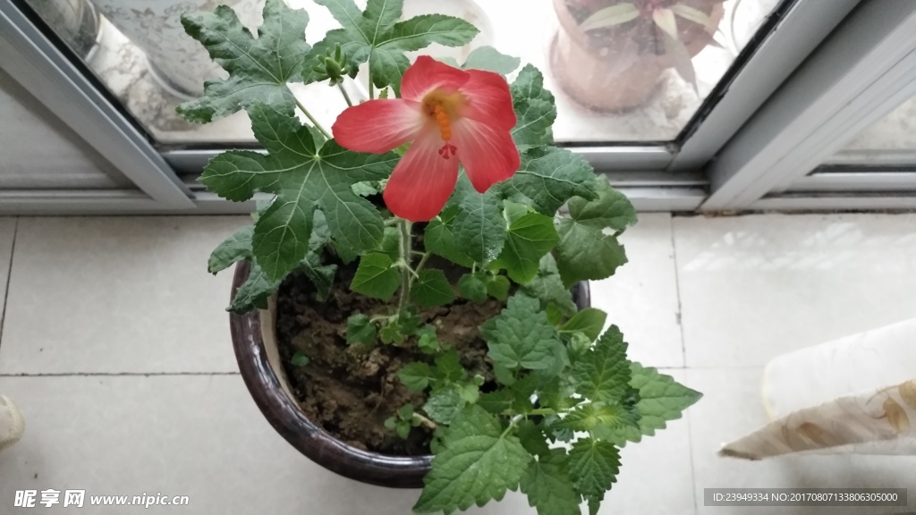 红花叁