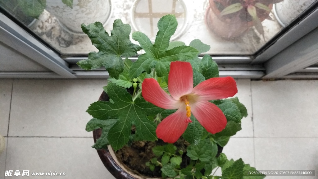红花叁