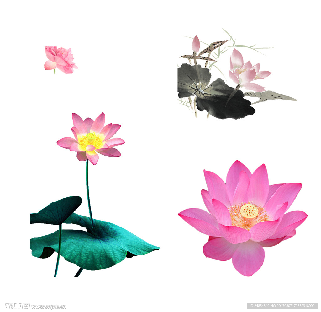 荷花
