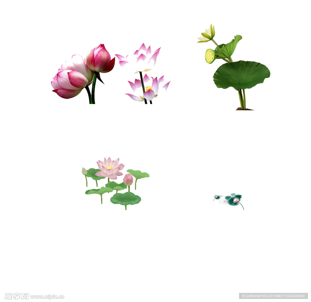 荷花