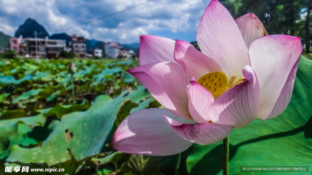 夏季荷花