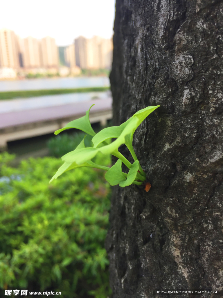 树叶