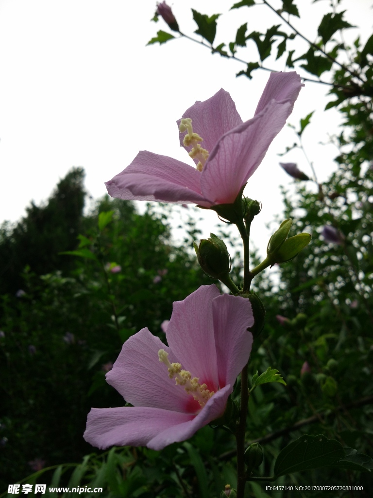 木槿