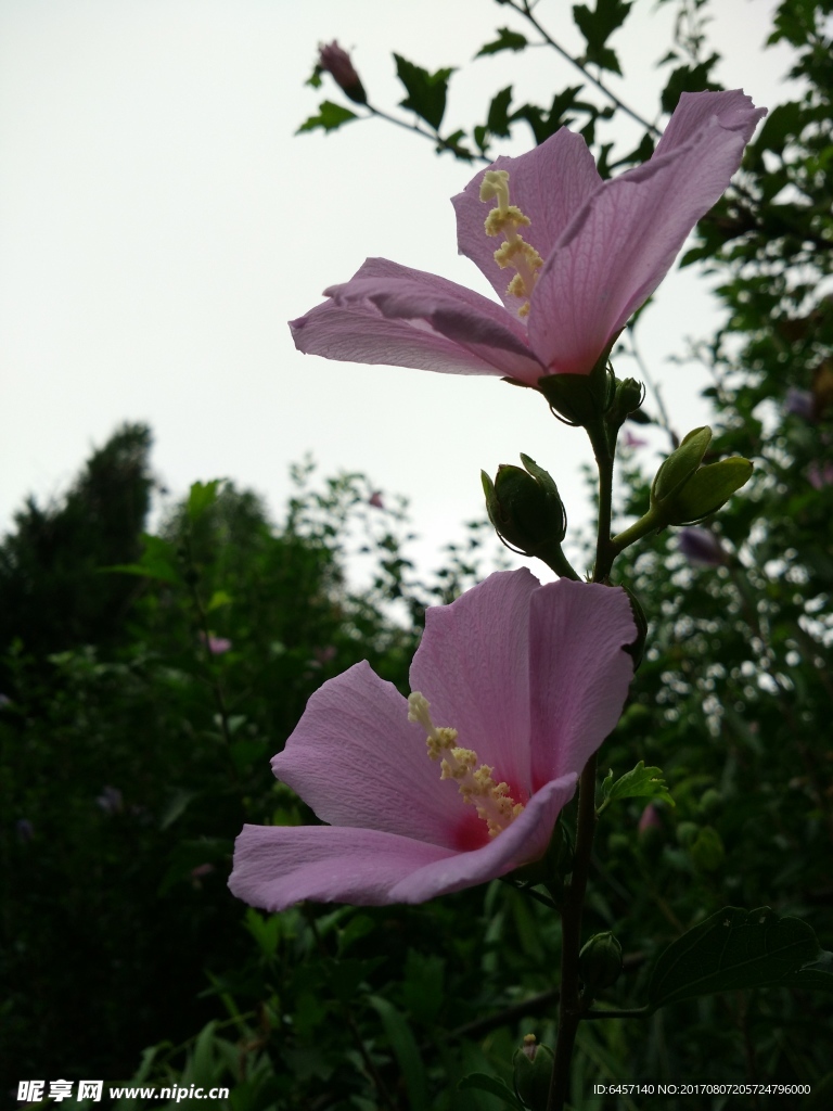木槿