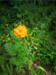 大木花谷鲜花