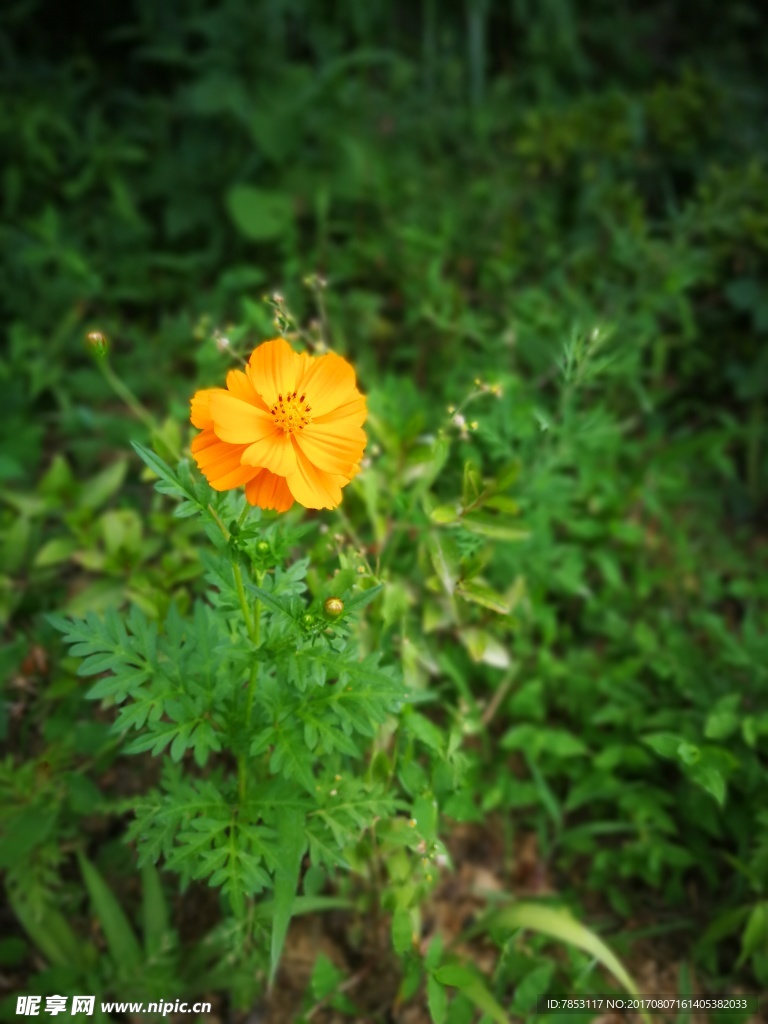 大木花谷鲜花