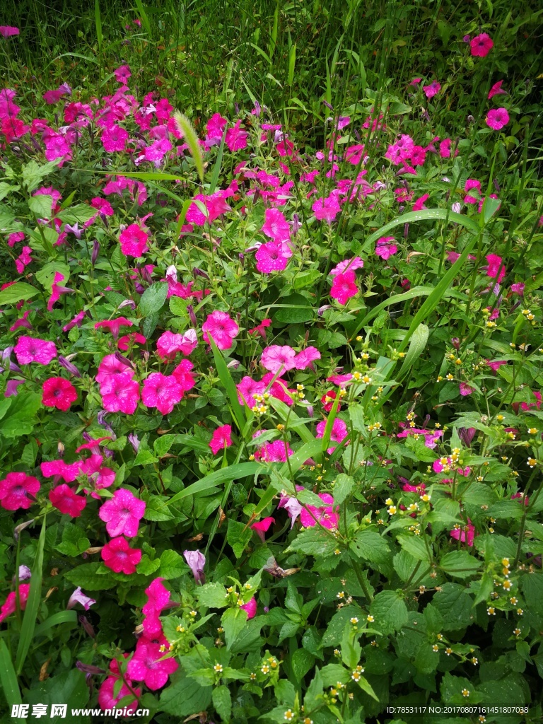 鲜花花丛