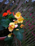 鲜花