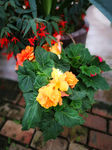 鲜花