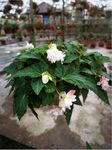 鲜花