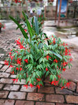 鲜花