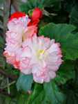 鲜花