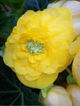鲜花