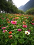 鲜花丛