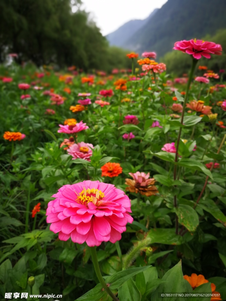 花丛