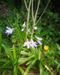 大木花谷鲜花