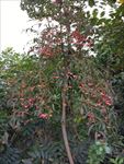 花树