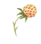卡通草莓
