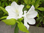 白色杜鹃花