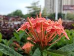 雨后路边小花