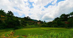 田野