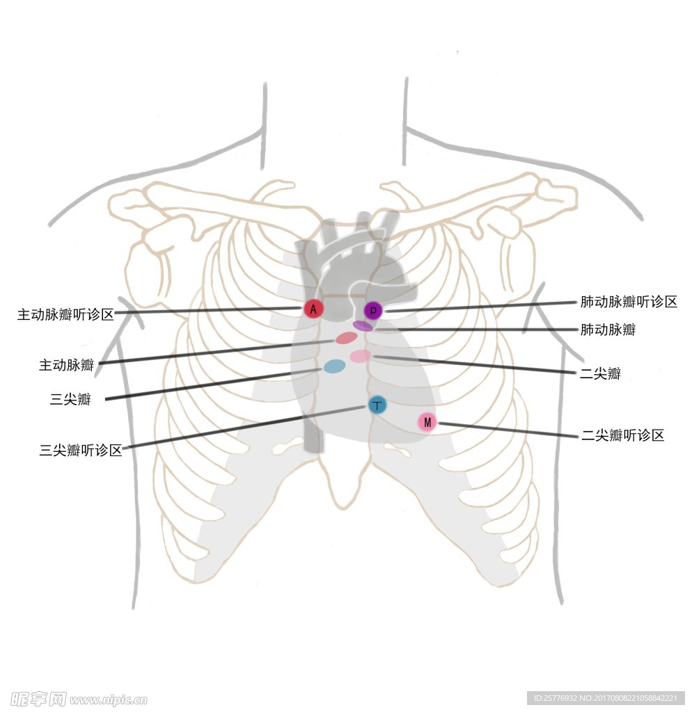 医学插画心脏瓣膜听诊区