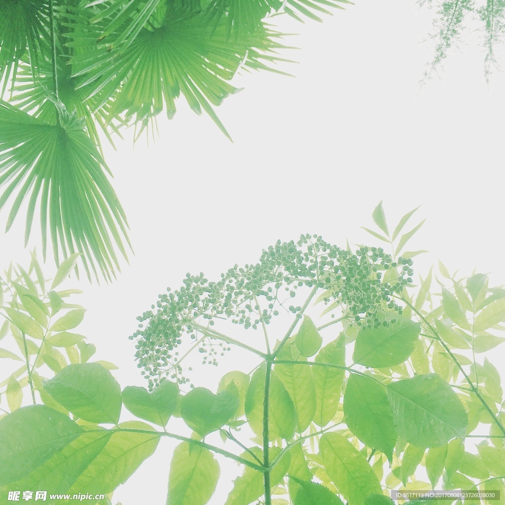 植物色相变化 绿色