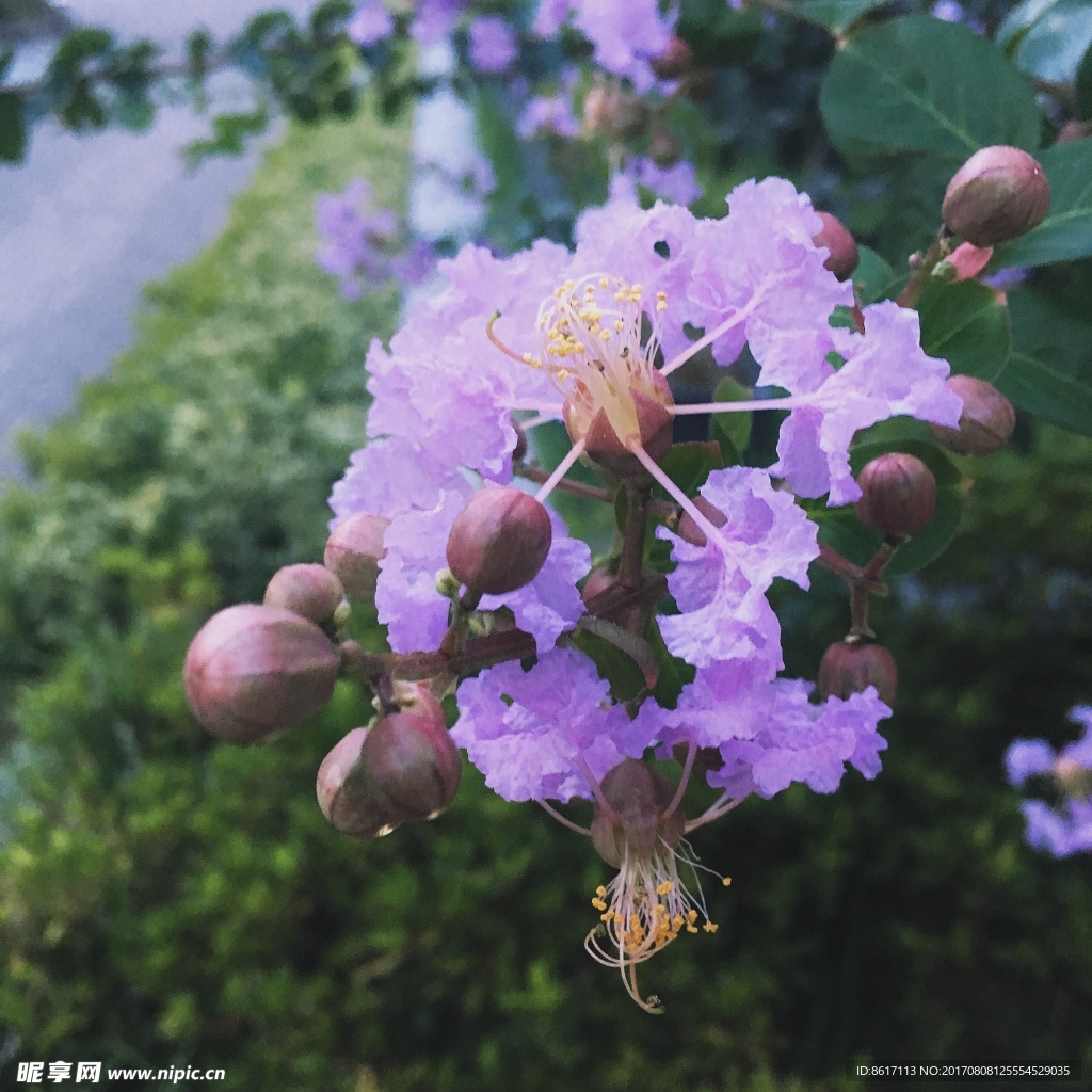 紫薇