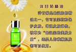 洋甘菊精油