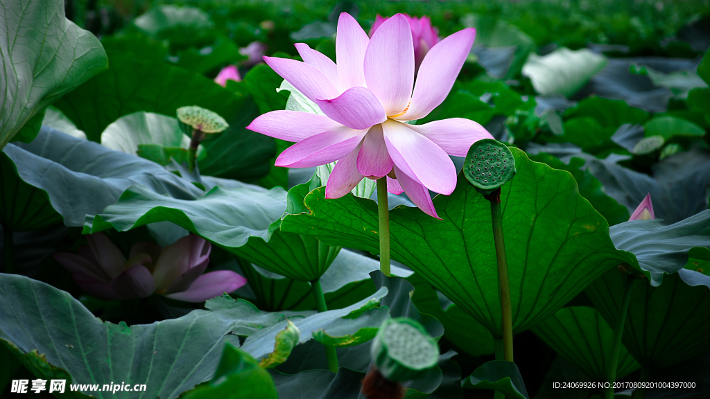 荷花