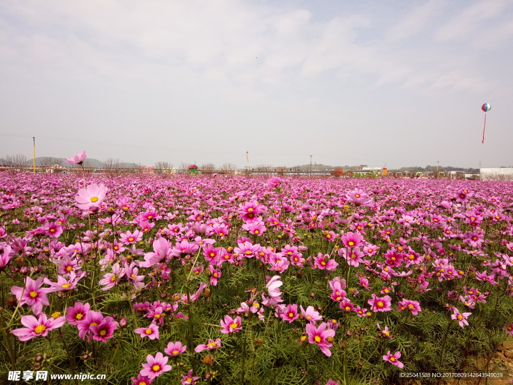 花海