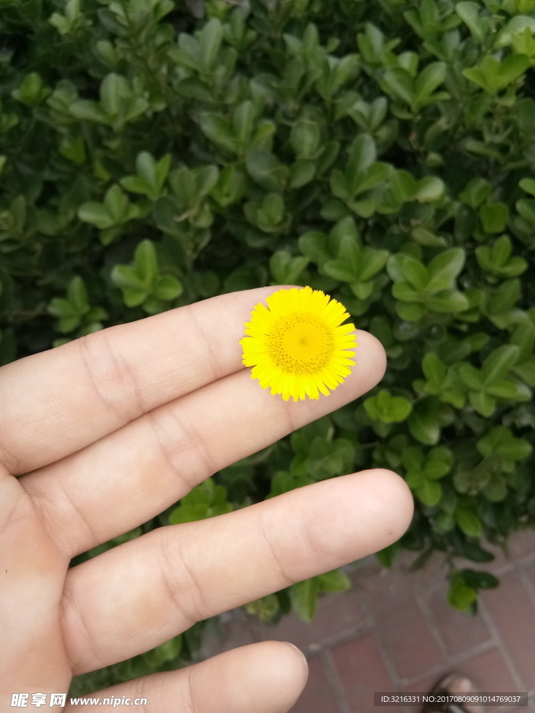 小野花