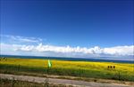 青海湖油菜花