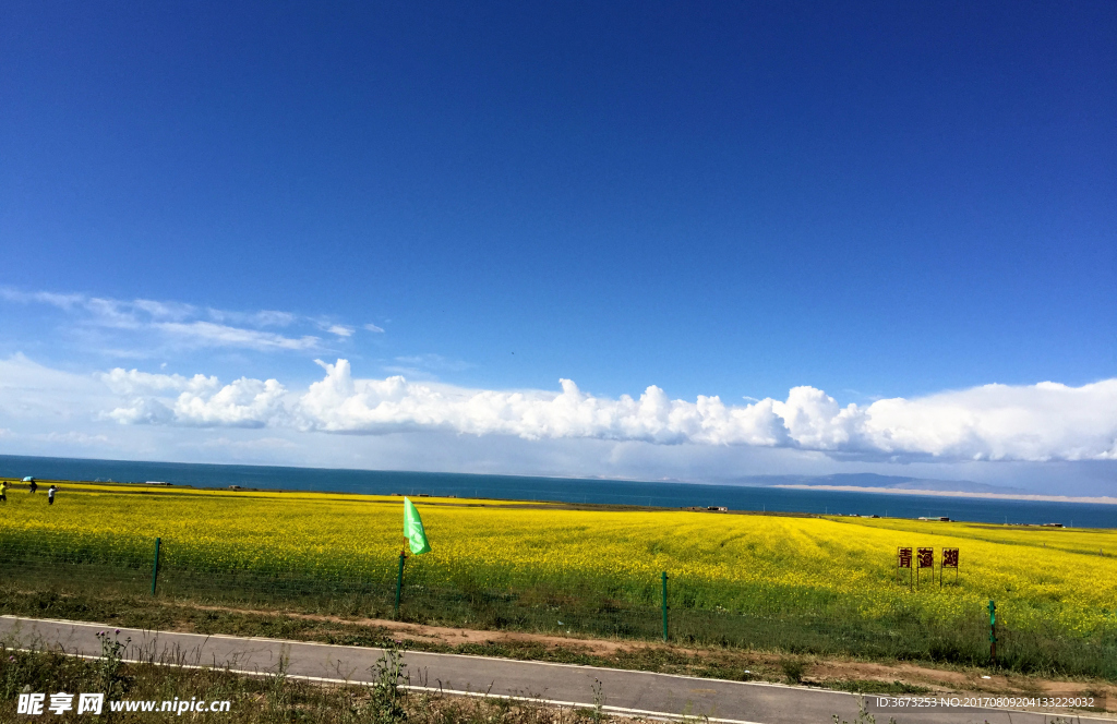 青海湖油菜花