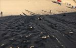 滑沙