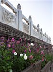 塔尔寺格桑花