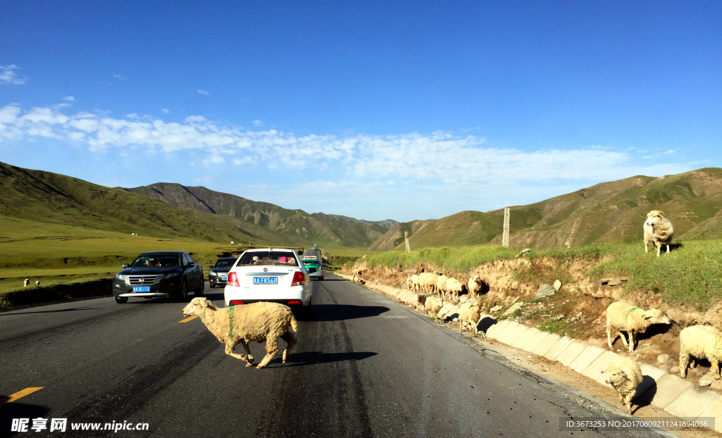 橡皮山横穿马路的羊群