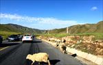 羊群横穿公路